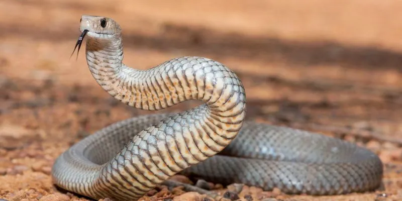 Người chơi sử dụng sổ mơ lô đề 789win để chọn đúng con số từ giấc mơ thấy rắn